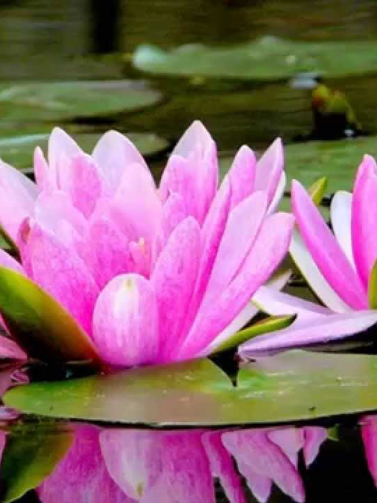 Hidrolato De Flor De Loto rosada 1