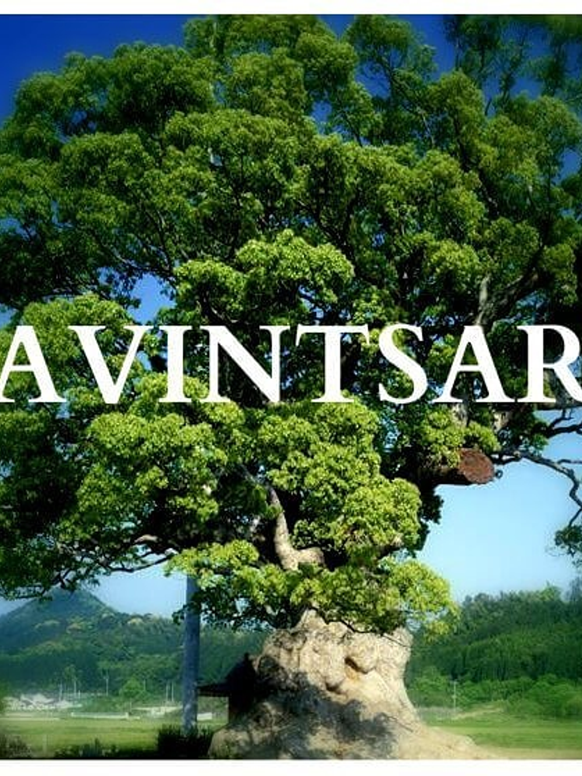 Aceite esencial Ravintsara 5 ml 1