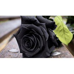 Hidrolato Rosa Negra