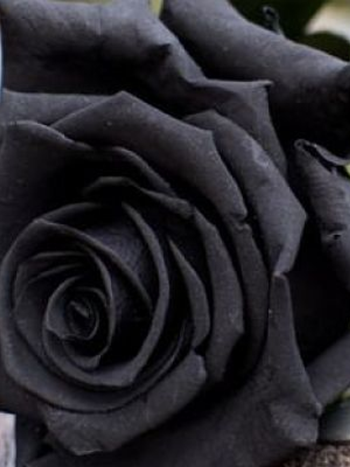 Hidrolato Rosa Negra 1