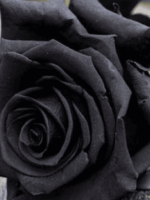 Hidrolato Rosa Negra