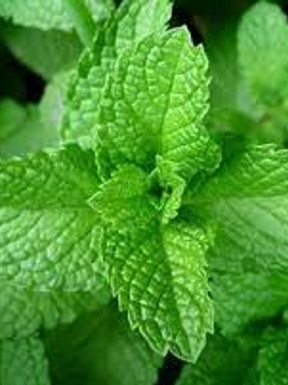 Hidrolato de menta 1