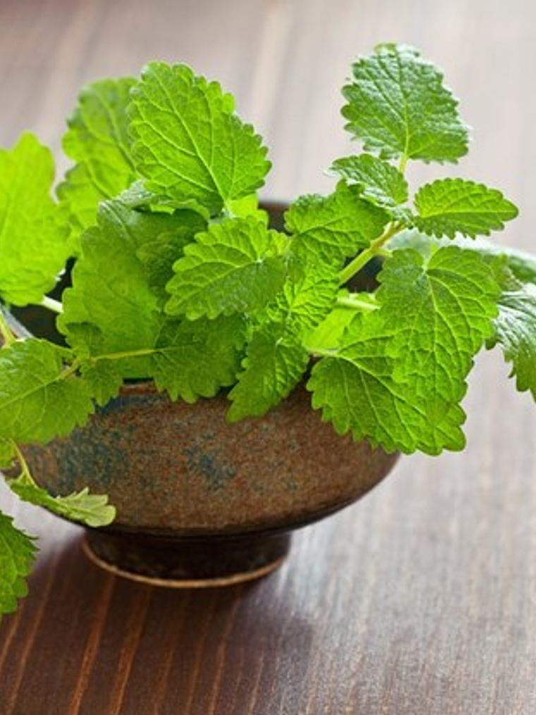 Hidrolato de melisa 1