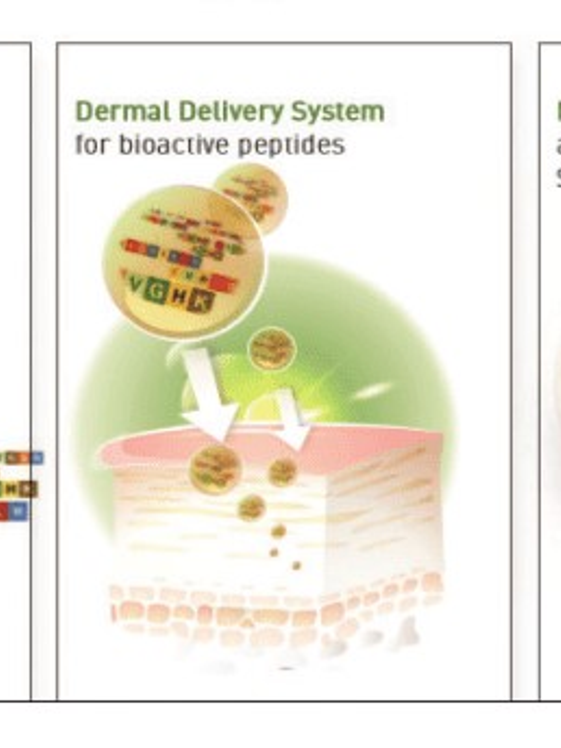 Péptidos 7 ( Péptidos vegetales) Phytocodine 1