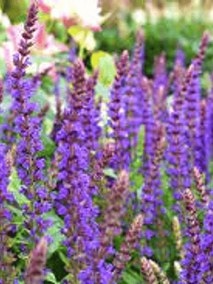 Hidrolato de Salvia