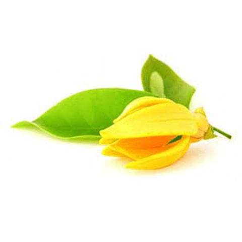 Hidrolato de Ylang Ylang 