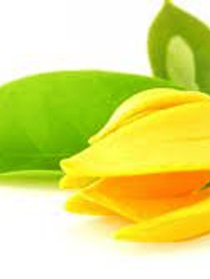 Hidrolato de Ylang Ylang 