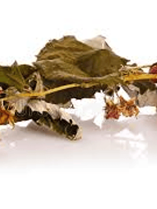 Hojas de frambuesa secas