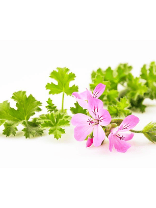 Hidrolato de Geranio