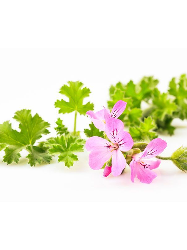 Hidrolato de Geranio 1