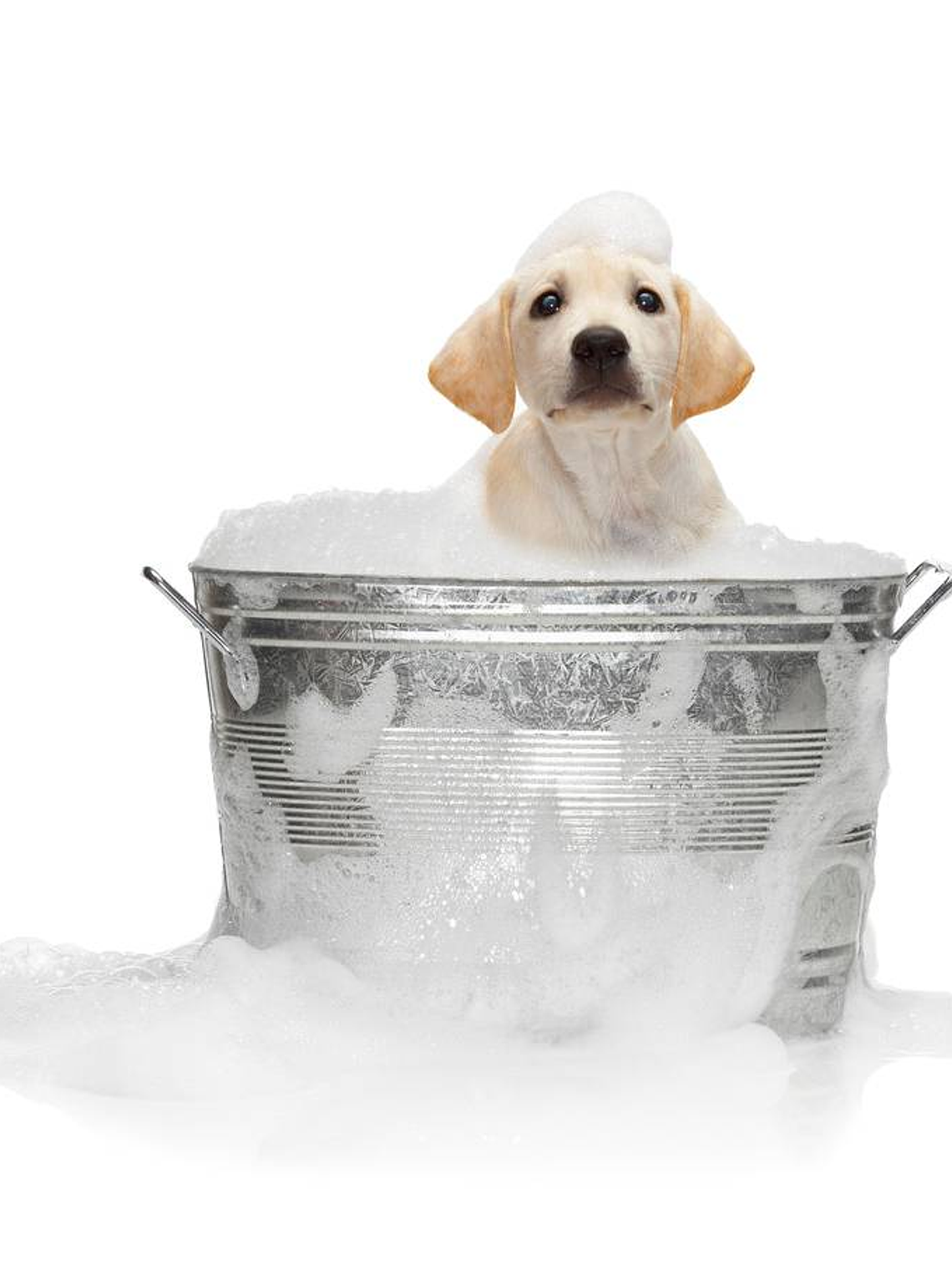 Shampoo o acondicionador de perritos 2