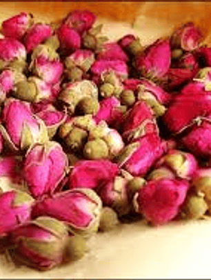 Capullito de rosa rubiginosa