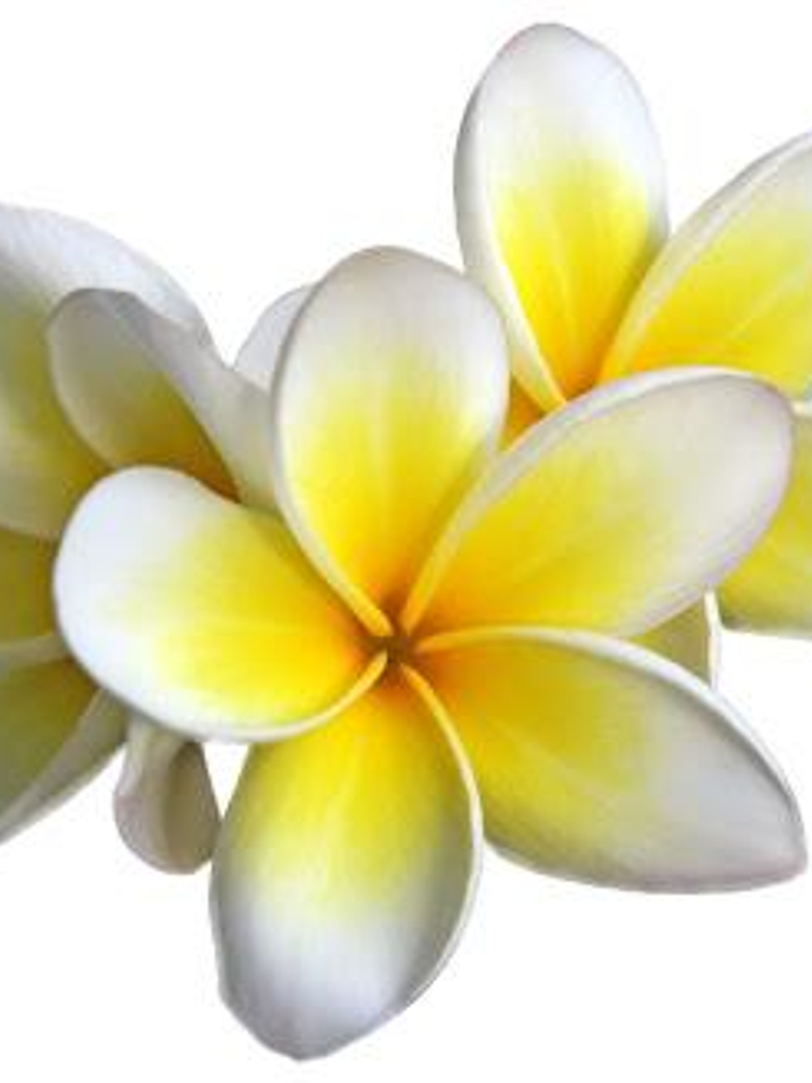 Aceite de Monoi Tahiti 1