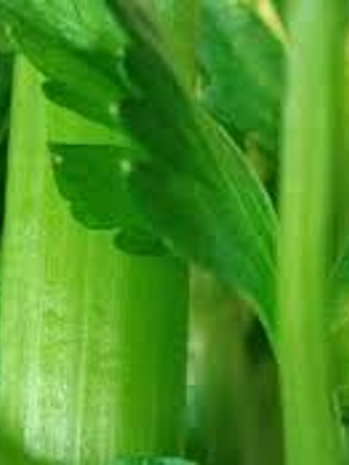 Aceite Esencial Apio 1