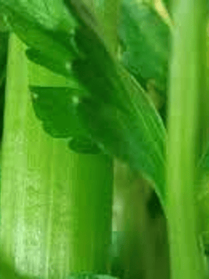 Aceite Esencial Apio