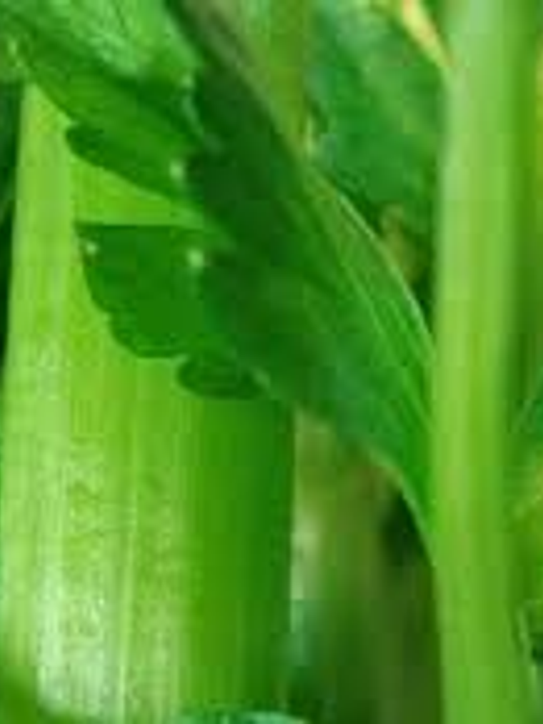 Aceite Esencial Apio 1