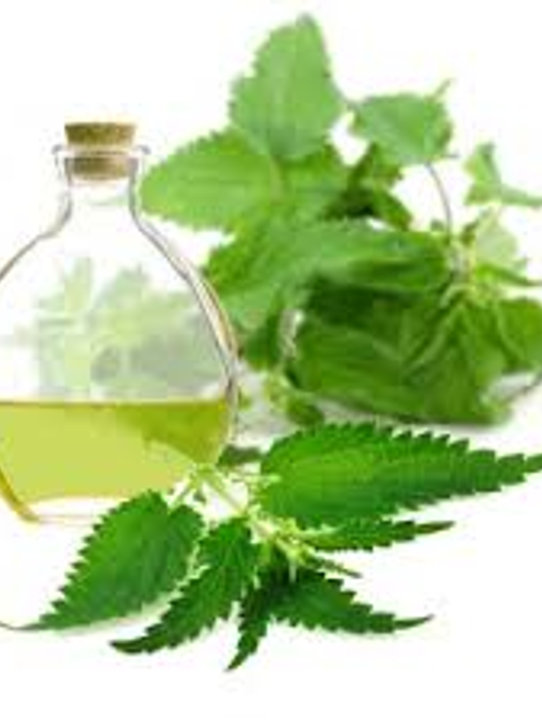 Extracto de Ortiga 1