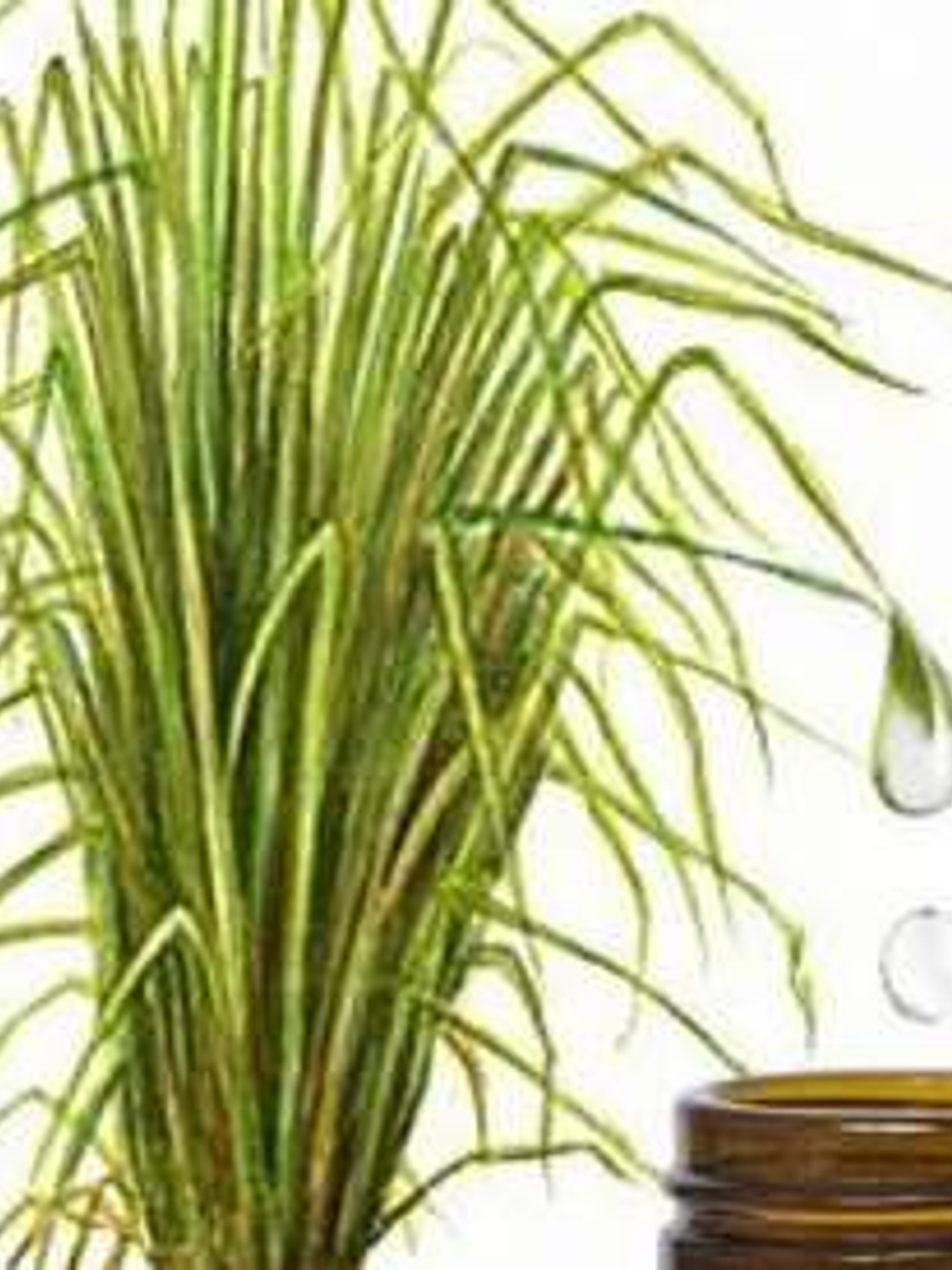 Aceite esencial vetiver 1