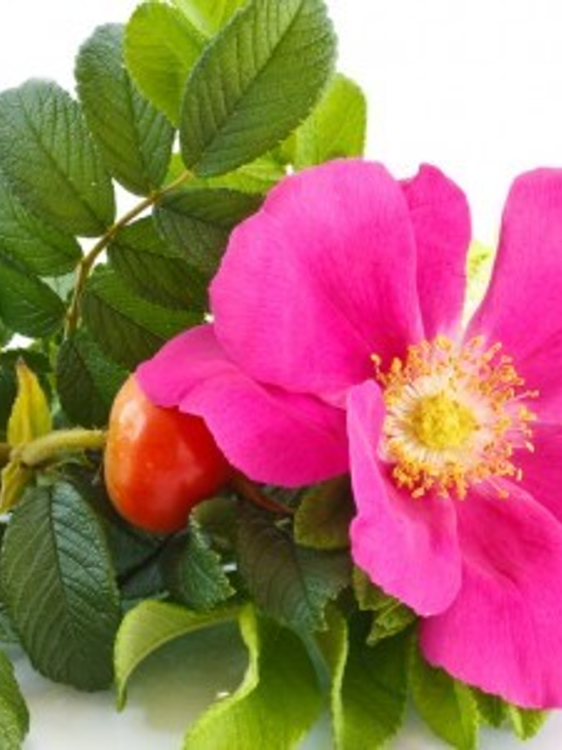 Extracto rosa mosqueta 1