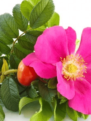 Extracto rosa mosqueta