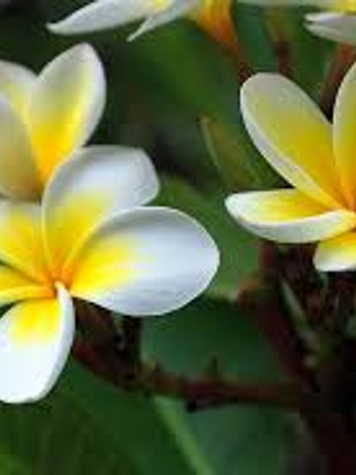 Esencia de monoi tahiti  2