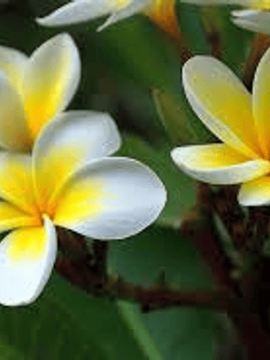 Esencia de monoi tahiti 