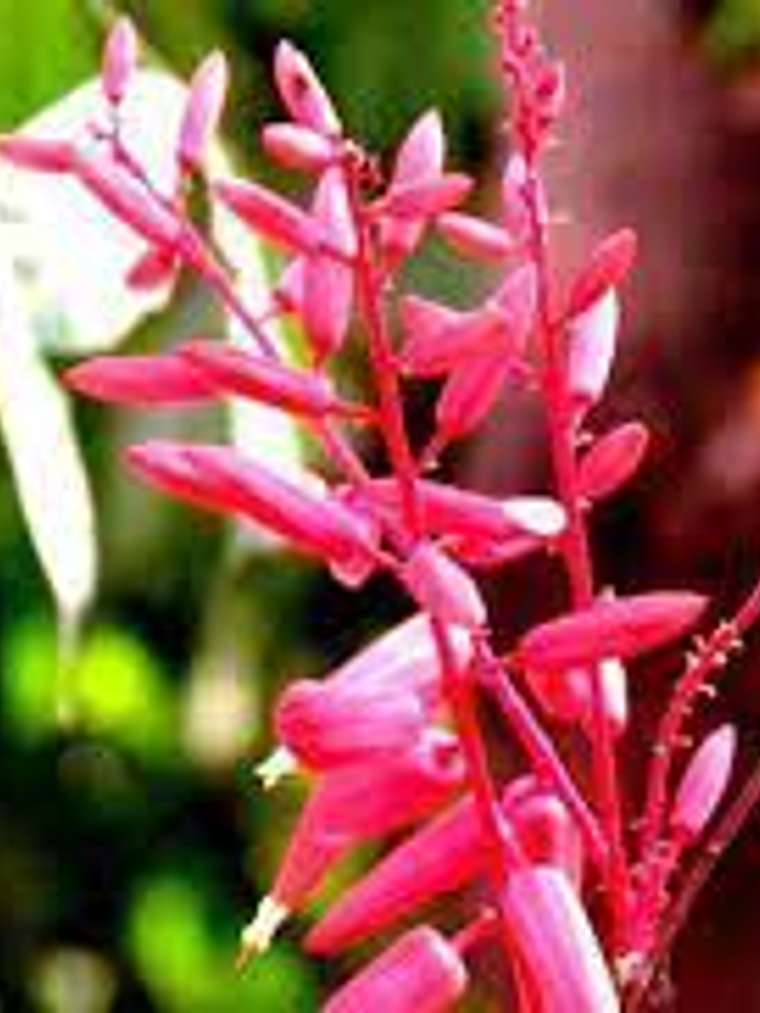 Extracto de Quassia 1