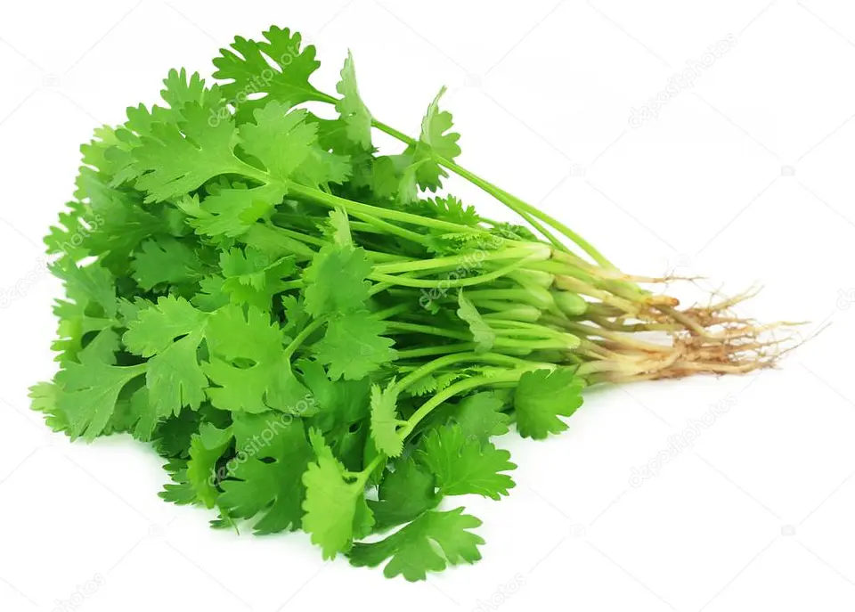 Cilantro (1 atado 100 gr aprox) 1