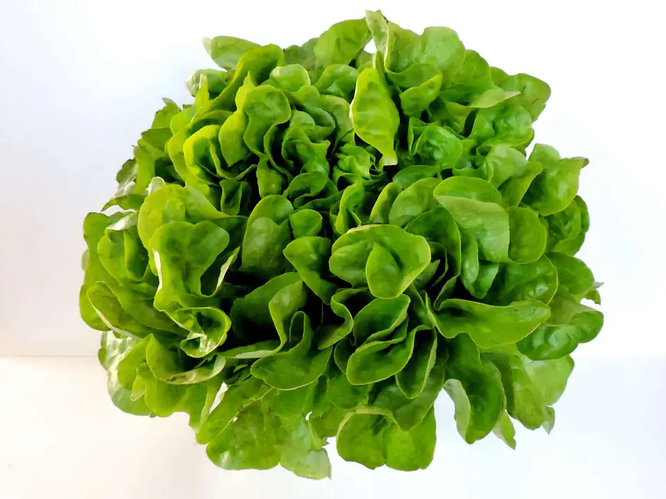 Lechuga Marina (1 unidad) 1