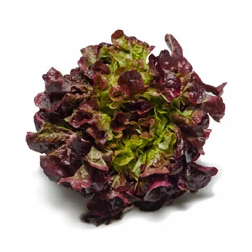 Lechuga Morada (Francesa) (1 unidad) 1