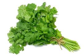 Cilantro cultivado