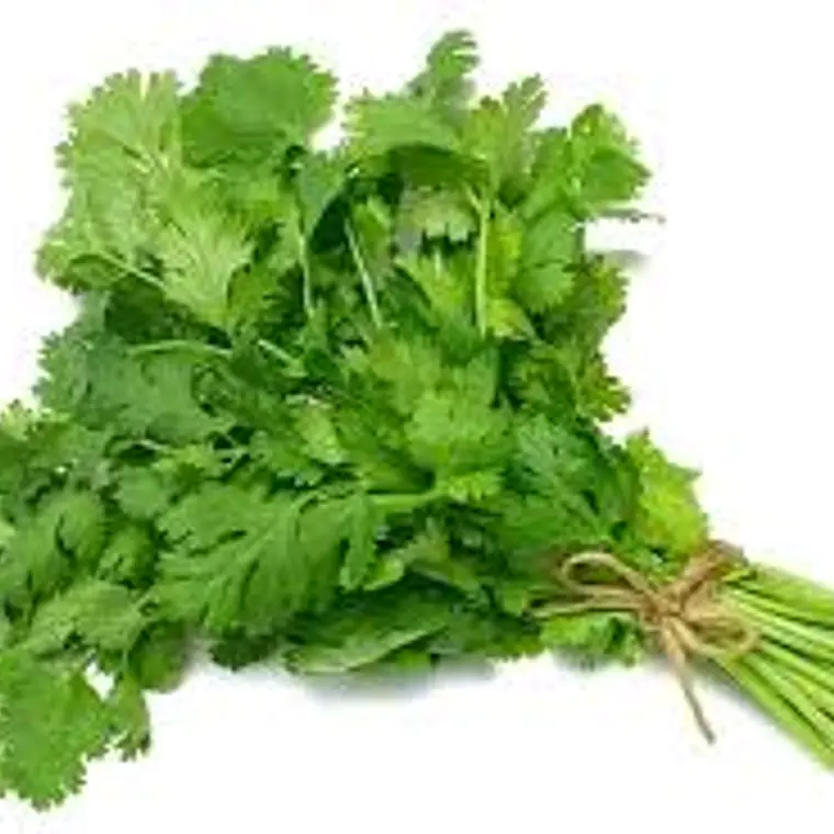 Cilantro (un) 1