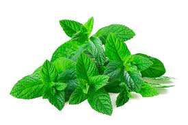 Hierba Buena - Mentha Spicata