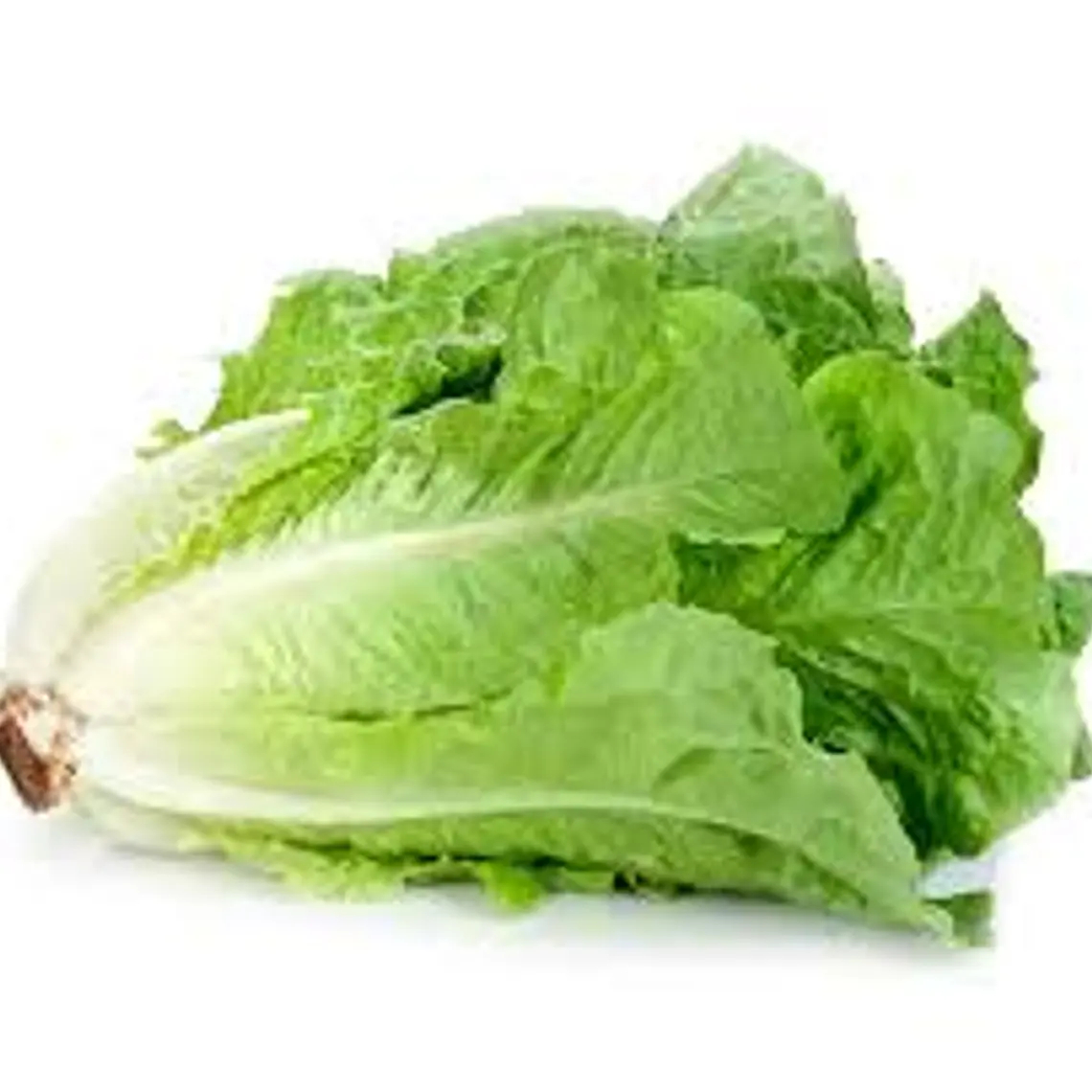 Lechuga Costina (un) 1