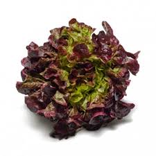 Lechuga Francesa (un)