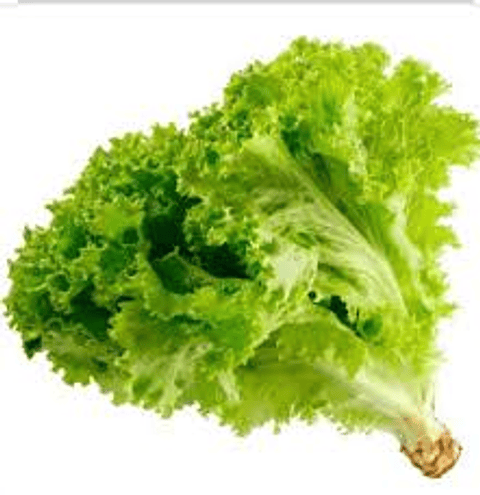 Lechuga Hidropónica (un)