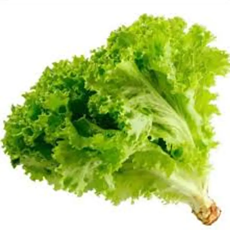 Lechuga Hidropónica (un) 1