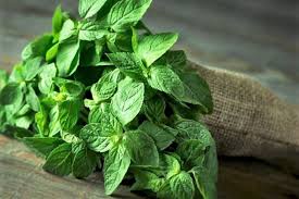 Menta
