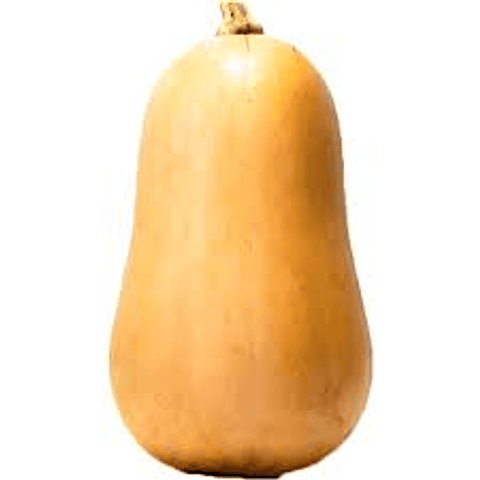 Zapallo Butternut (un)