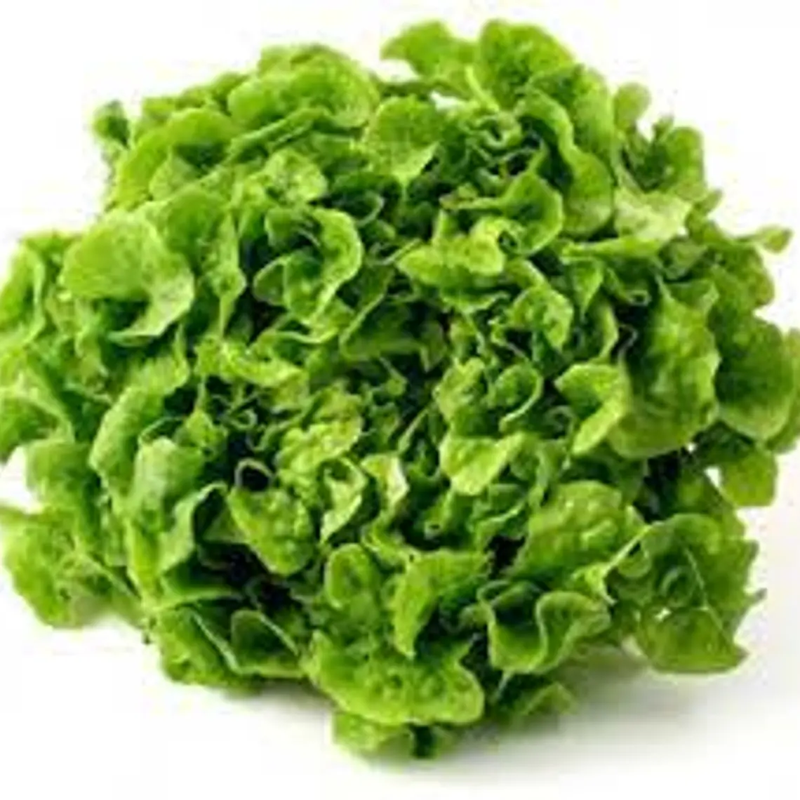 Lechuga Marina (un) 1