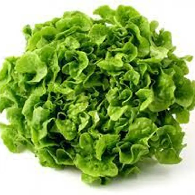 Lechuga Marina (un) 1