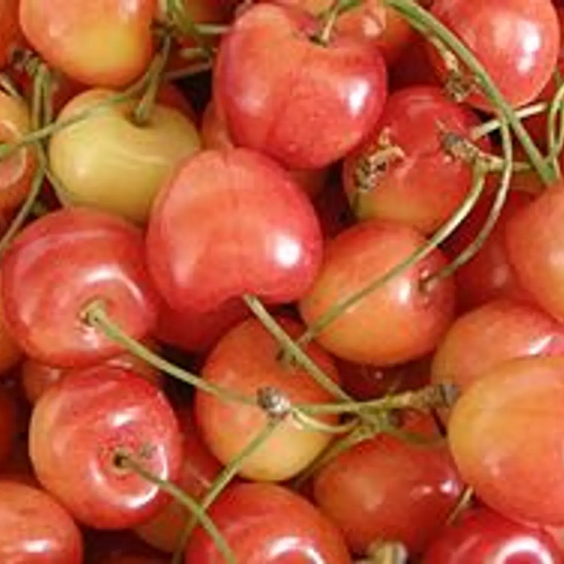 Cerezas Corazón de Paloma 1