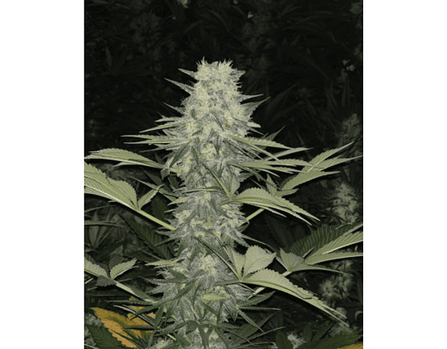Una Inyección Borrosa Semillas Cannabis Una Superficie Reflectante:  fotografía de stock © Wirestock #441668988