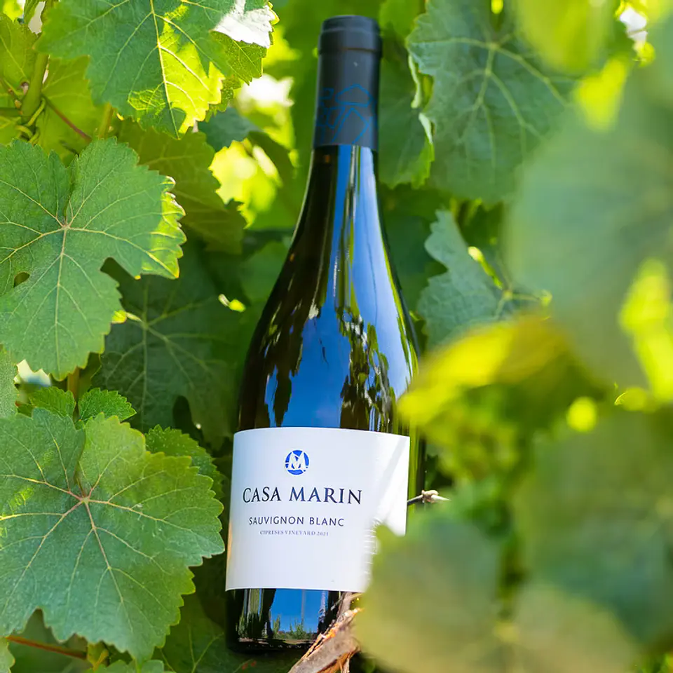 Vino Casa Marin Cipreses Vineyard Sauvignon Blanc 2025 2