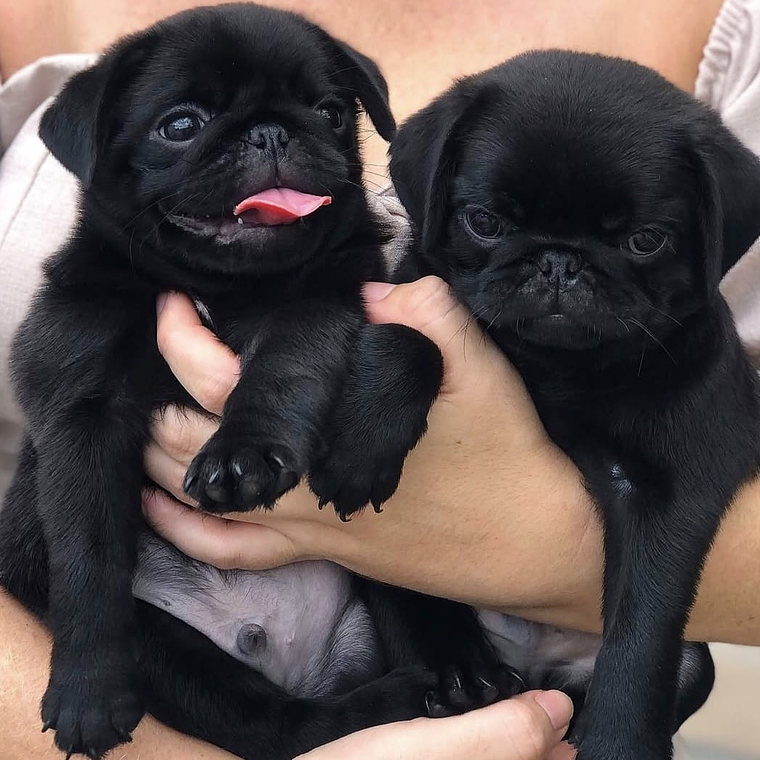 Cachorros Pug Carlinos  1