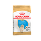 Alimento Royal Canin Golden Retriever Puppy x 12 kilos  - Miniatura 1