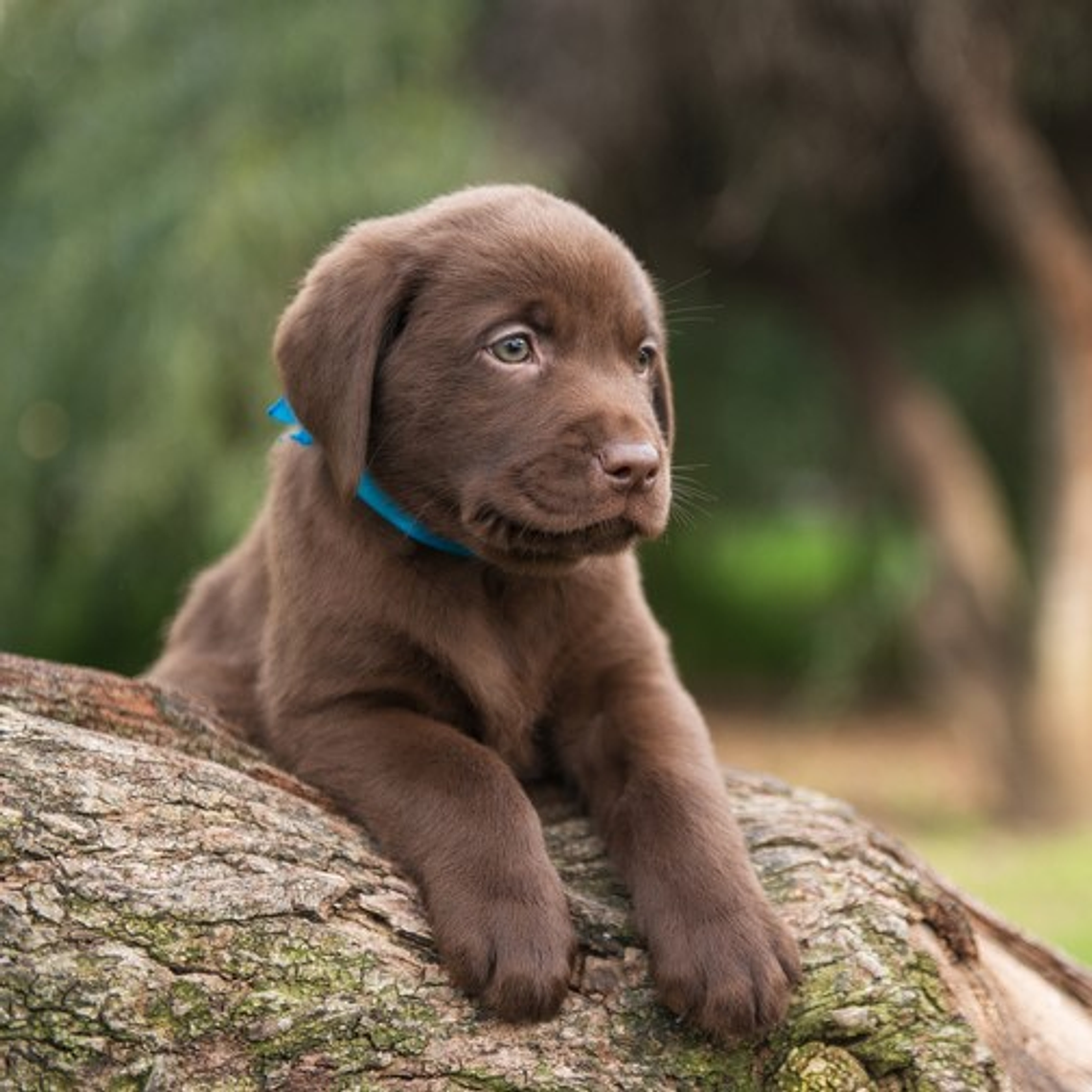 Cachorros Labrador Retriever 1