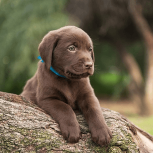 Cachorros Labrador Retriever