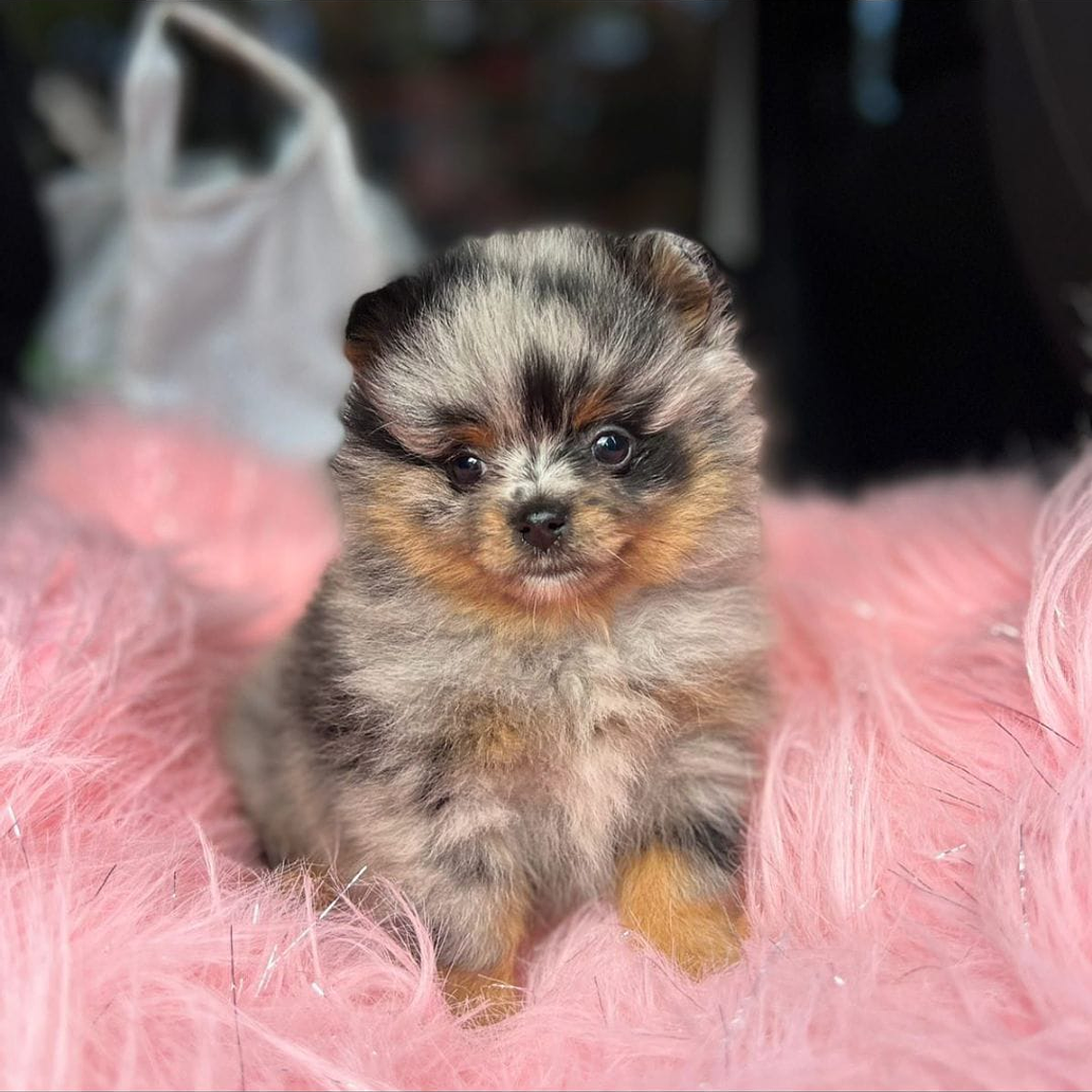 Cachorros Pomerania  1