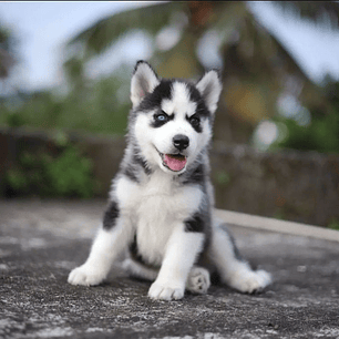 Cachorros Husky Siberianos 